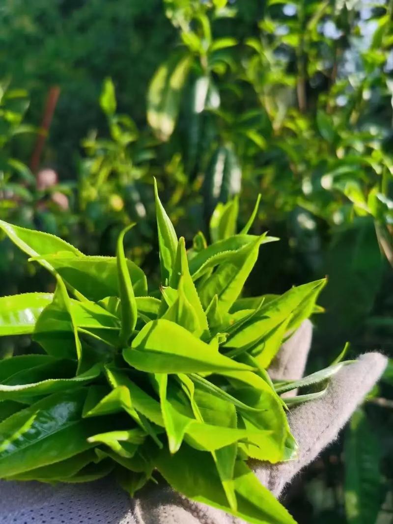 晨起一壶茶，万物皆美好